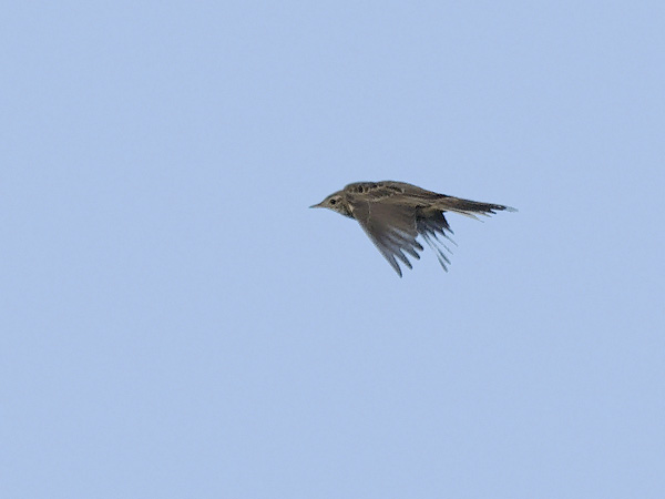 Mongoliankirvinen, Blyth's Pipit, Anthus godlewskii